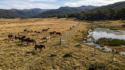 Australia built a $187,000 electric fence across Wild Horse Plain, but the real reason lies beneath one of its rarest alpine wetlands