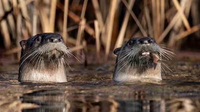 California researchers surveyed Point Reyes lagoon 19 times and found 73 pelicans killed by river otters; some birds have now begun flying away when otters approach