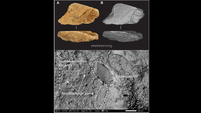 500,000-year-old elephant bone tool found in England reveals advanced early human technology