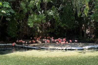 Dominican Republic's zoo offers home for confiscated animals as seizures of exotic species soar
