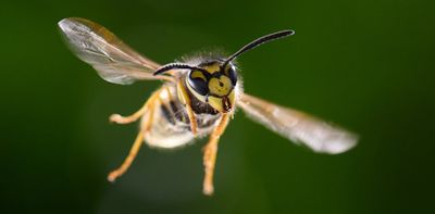 Where have all the wasps gone this summer?