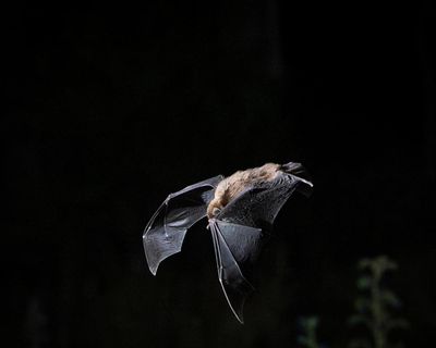 The population of an endangered Australian bat suddenly dropped by up to 16%. No one knows why