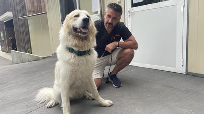 Cats, dogs and horses: Rescuing the pets caught in France’s wildfires