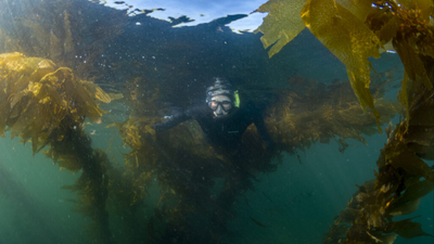Researchers mapped 5,600km of Canada’s coast using 170 years of records; kelp persistence reached 88% in cold waters but fell to 52% in warmer sheltered areas