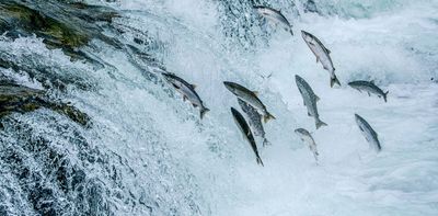 Canada’s infrastructure projects could damage Pacific salmon habitats
