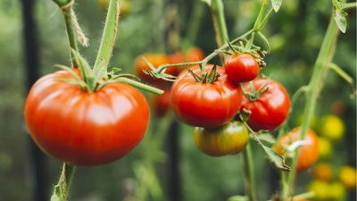 Wilting Tomato Plants? This $13 Tool Could Be the Heatwave Rescue They Need – It Delivers Water Straight to the Roots