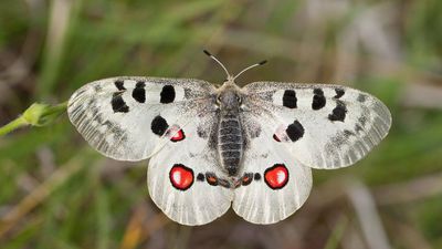 In 1986, Czech conservationists brought the Apollo butterfly back; its population crossed 2,000 before an overgrown habitat pushed it towards collapse again