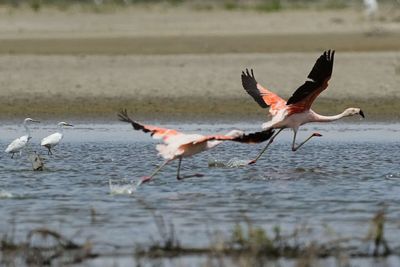 Between the 1940s and 1960s, biologists solved the mystery of why flamingos turn pink instead of staying gray