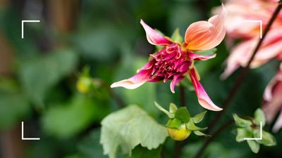 Worried your dahlias haven't flowered yet? Follow these two simple steps and you'll soon see blooms