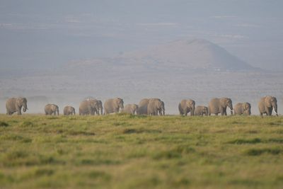 Kenya says 15 elephants died of cyanide poisoning after eating tomatoes from nearby farms