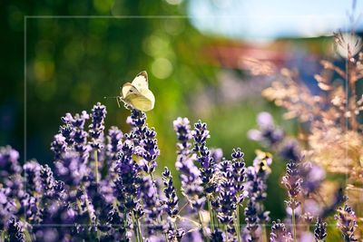 Pruning your lavender? Don't throw the cuttings away – they have a surprisingly useful second life
