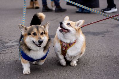 Scottish animal hospital first in UK to offer dogs new sting immunotherapy