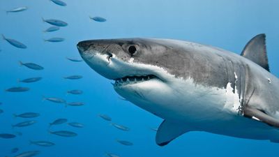 In 2023, Tropical Storm Hilary struck Southern California; 22 juvenile great white sharks abandoned their San Diego nursery and returned after conditions improved