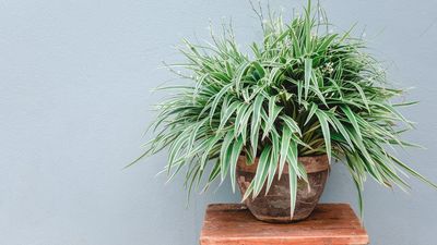 What to Do With a Spider Plant in August – 5 Tasks for Healthy Plants and Glossy Leaves