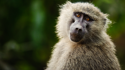 Monkeys have a basic intuition for geometry, study suggests