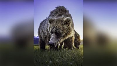 This photo may have the best composition of grizzly bears I’ve ever seen – but the bizarre edit gets it all wrong. A free lesson in digital photography for us all…
