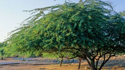 150 years ago, Britishers brought a South American tree to stop desertification in Thar, now it has become a thorny issue in India