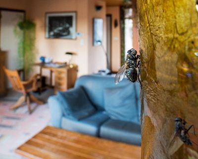 ‘It makes you feel you’ve got a really dirty house’: what’s behind the UK’s plagues of flies?