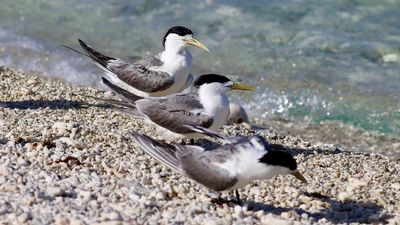 Endangered species at risk as bird flu spreads