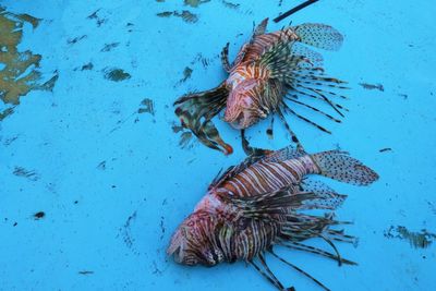 Hundreds of invasive species are flooding the Mediterranean – and they are traveling north