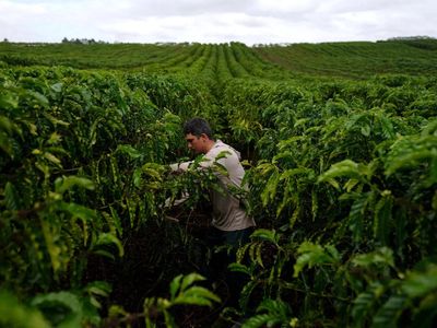 Brazil coffee sees early flowering, quality woes amid unusually high moisture