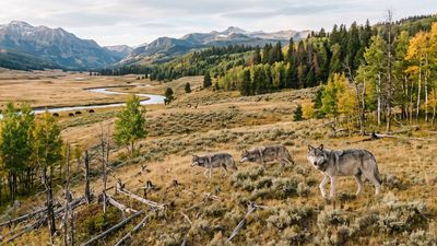 In 1995 Yellowstone began bringing back wolves; 30 years later young aspens returned, but the wider recovery remains uneven