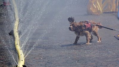 Germany heatwave sees Cologne residents cool off in mist