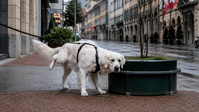 This Swiss town will fine dog owners who do not wash away their pets' urine from streets and building facades