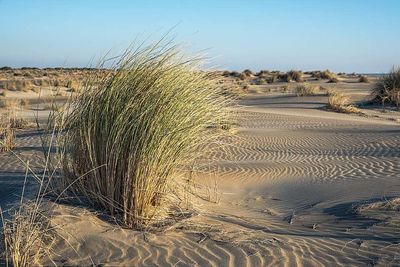 In the early 1900s, America planted European beachgrass to hold coastal sand in place; it later transformed natural dunes and displaced native wildlife