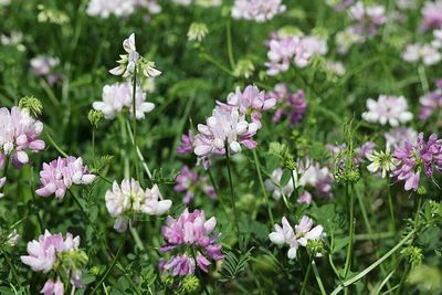 In the 1950s, America planted crown vetch beside roads to control erosion; it now occurs in nearly every state and forms dense mats that crowd out native plants