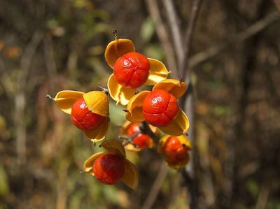 Around 1860, oriental bittersweet entered cultivation as an ornamental vine; by 1974, it had spread to 33 states and was smothering native plants