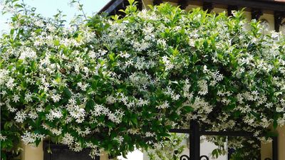 If Your Patio Is Too Hot to Use in Summer, These 7 Fast-Growing Plants Will Cool It Down With Natural Shade
