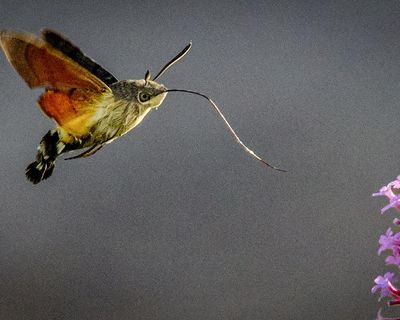 ‘Grey lump with orange wings’: hummingbird hawk-moths descend on UK gardens