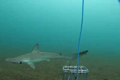 Rare shark species spotted for first time in 20 years near Galapagos Islands