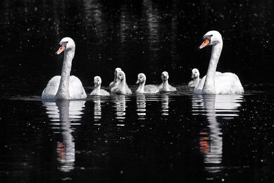 In the late 1800s, America imported mute swans to decorate parks and estates; their descendants later damaged wetlands and displaced native waterbirds
