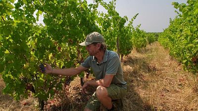 Wildfires near Bordeaux bring more troubles to France’s struggling wine industry