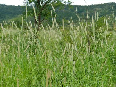 In the 1930s, America introduced African buffelgrass to feed cattle and control erosion; it is now turning Arizona's fire-resistant desert into flammable grassland