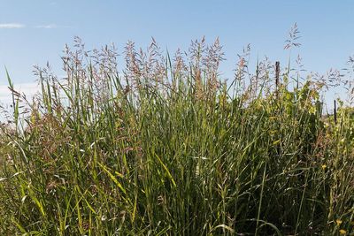 Johnsongrass was introduced into the United States early in the nineteenth century; it later became such a damaging agricultural invader that several states declared it a noxious weed