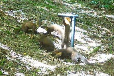 First pine marten kits spotted at UK beauty spot 100 years after going extinct