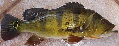 In 2024, a study assessed peacock bass invasion risk across Neotropical freshwater ecoregions; several remain hotspots for future invasions