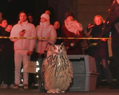 ‘Kind of like a fairytale’: documentary tells the unusual tale of Flaco the Owl
