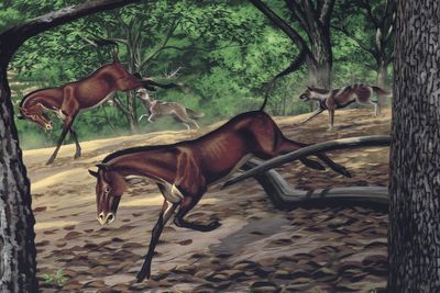 Unique and nearly-complete fossil from 30 million years ago found to be of early dog