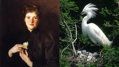 Twenty-four years before American women could vote, two Boston cousins used afternoon teas to fight the feather trade; about 900 women joined their boycott