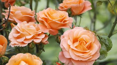 If You See Aphids on Your Roses, Do This in the Next 24 Hours to Save Late-Season Blooms