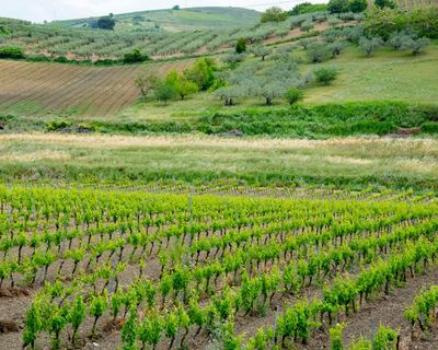 Why catarratto is the Quincy Jones of white wine grapes