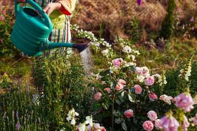 Are Old-Fashioned Flowers Making a Comeback in Modern Gardens?