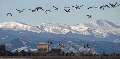 Not all Coloradans want to share their cities with Canada geese and their poop – a wildlife manager shares the control methods that work