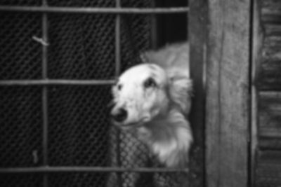 Iowa Puppy Mill Owner Avoids Charges After 32 Neglected Dogs That 'Suffered Needlessly' Were Seized