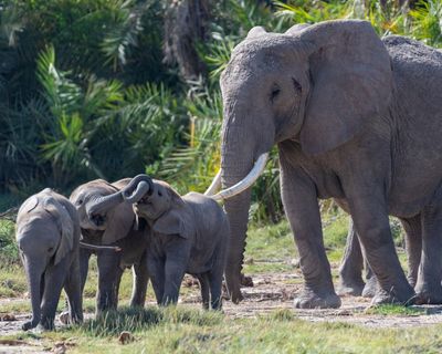 Fifteen elephant deaths in Kenya may be due to cyanide poisoning