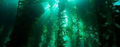 California divers spent two years clearing kelp-eating urchins and planting young kelp; underwater forests returned to reefs that had been barren for years